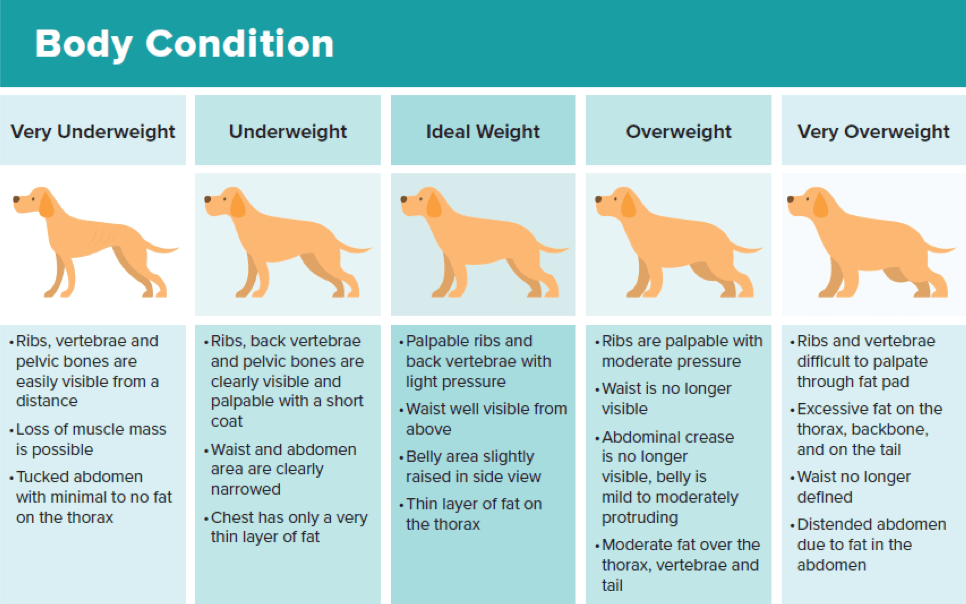 https://www.myhappypets.com/sites/default/files/animal-body-condition.png